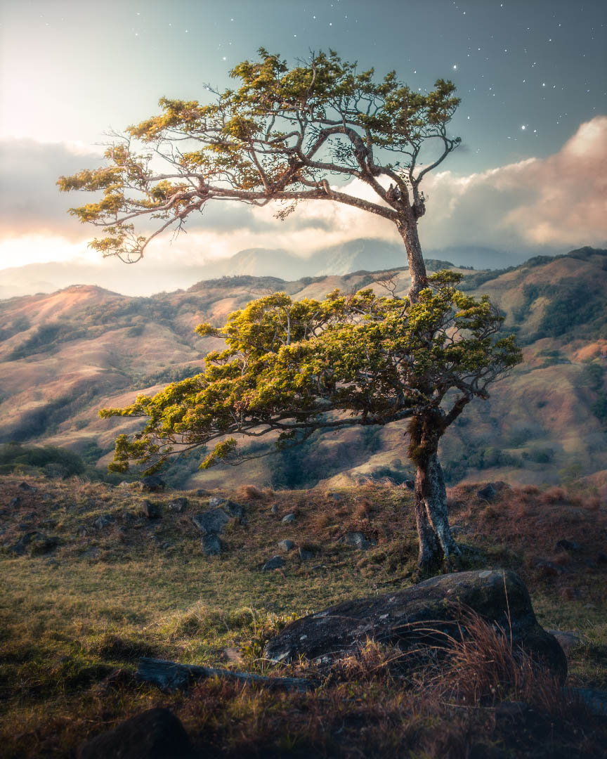 Stars and tree in Miramar, Costa Rica